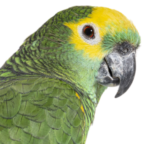 Brooklands Bird Cropped