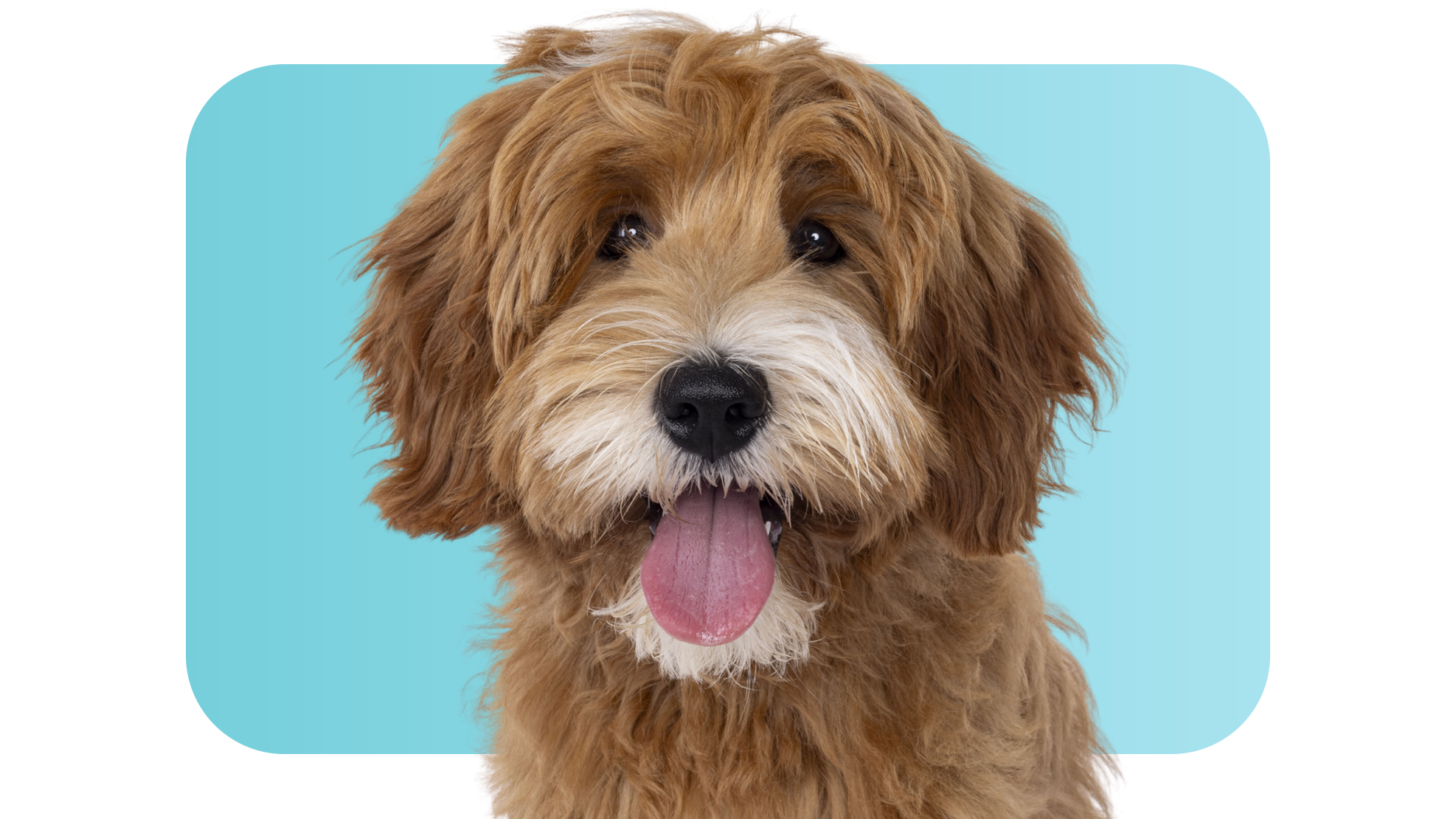 Pet Parents Trust Your Advice