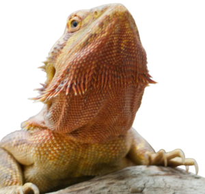 Category Reptile Thumb 1