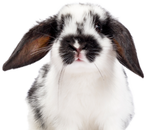 Category Small Animal 1